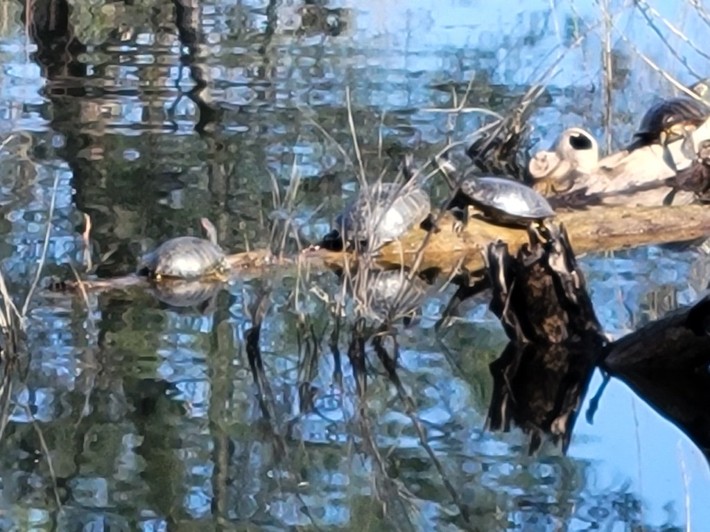 Turtles basking in the sun while we practiced Tai Chi.